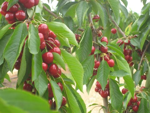 gannawarra-cherries-4